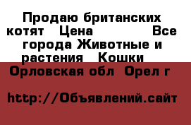 Продаю британских котят › Цена ­ 30 000 - Все города Животные и растения » Кошки   . Орловская обл.,Орел г.